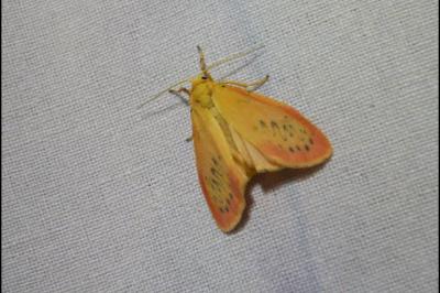 <i>Miltochrista miniata</i>
