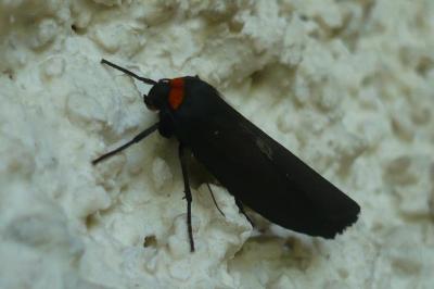 <i>Atolmis rubricollis</i>