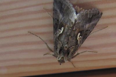<i>Autographa gamma</i>