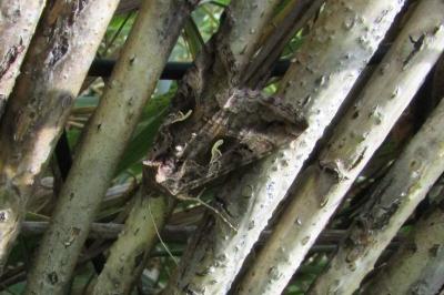 <i>Autographa gamma</i>