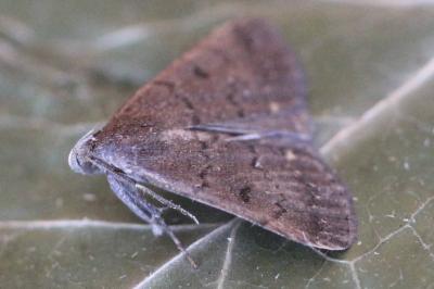 <i>Nodaria nodosalis</i>