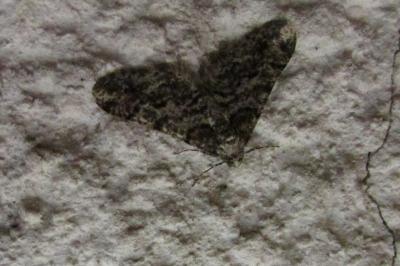 <i>Agriopis leucophaearia</i>