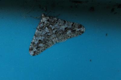 <i>Agriopis leucophaearia</i>