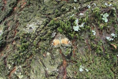 <i>Dysstroma truncata</i>