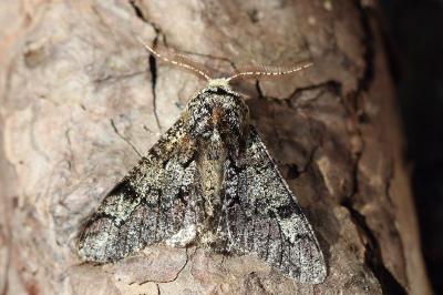 <i>Biston strataria</i>