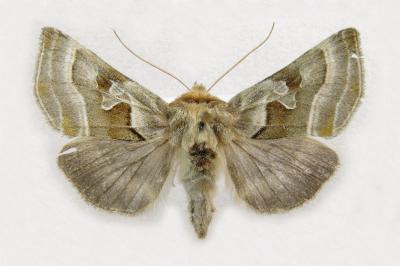 <i>Euchalcia bellieri</i>