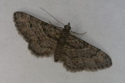 <i>Gymnoscelis rufifasciata</i>
