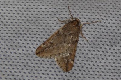 <i>Alsophila aescularia</i>