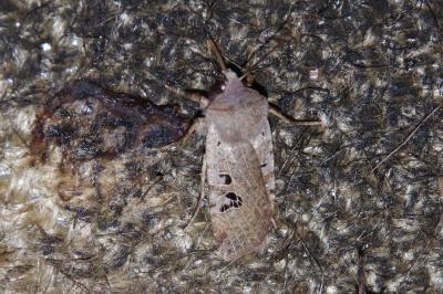 <i>Conistra rubiginosa</i>