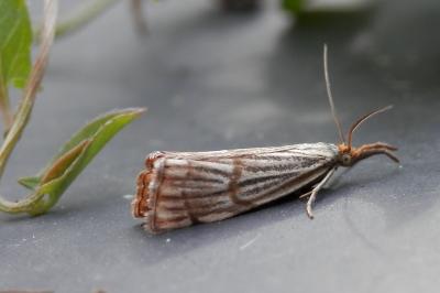 Chrysocrambus linetella