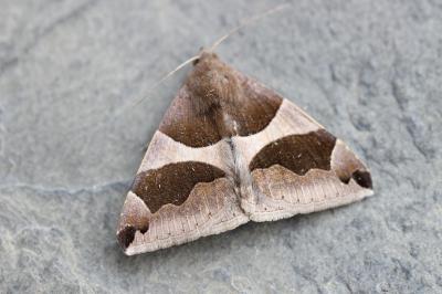 <i>Dysgonia algira</i>