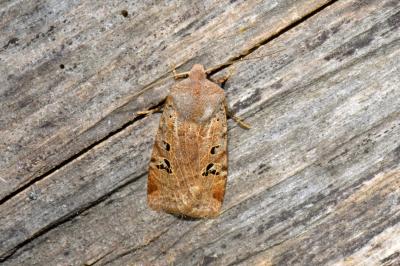 <i>Conistra rubiginosa</i>