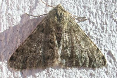 <i>Phigalia pilosaria</i>