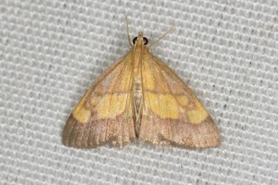 <i>Evergestis limbata</i>