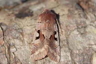 <i>Orthosia gothica</i>