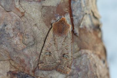 <i>Conistra erythrocephala</i>