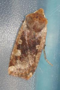 <i>Conistra erythrocephala</i>