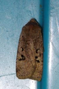<i>Conistra rubiginosa</i>