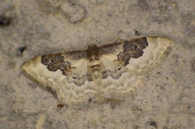 <i>Idaea rusticata</i>