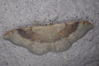 <i>Idaea degeneraria</i>