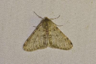 <i>Phigalia pilosaria</i>