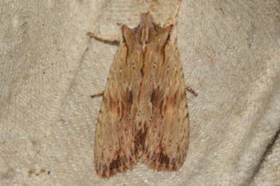 <i>Lithophane socia</i>