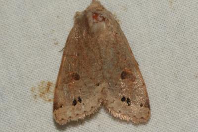 <i>Anorthoa munda</i>