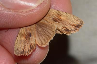 <i>Lithophane socia</i>