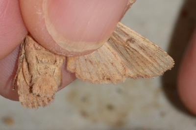 <i>Lithophane socia</i>