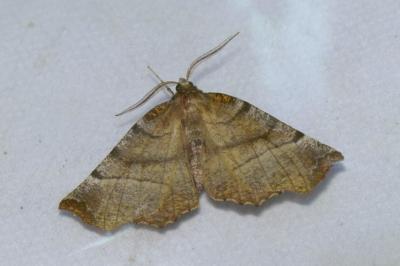 <i>Selenia dentaria</i>