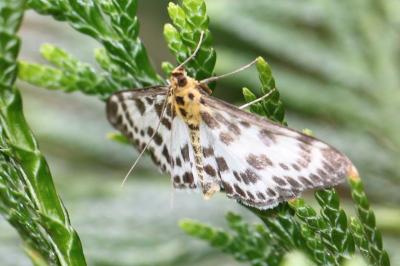 <i>Anania hortulata</i>