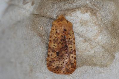 <i>Conistra rubiginea</i>