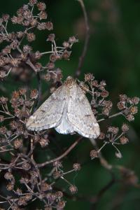 <i>Alsophila aescularia</i>