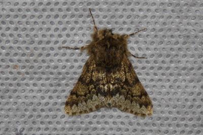 <i>Apocheima hispidaria</i>