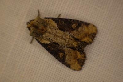 <i>Lateroligia ophiogramma</i>