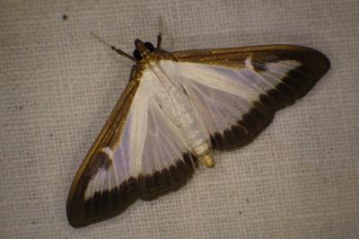 <i>Cydalima perspectalis</i>