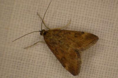 <i>Pyrausta despicata</i>