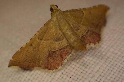 <i>Endotricha flammealis</i>