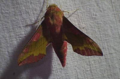 <i>Deilephila porcellus</i>