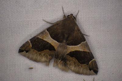 <i>Dysgonia algira</i>