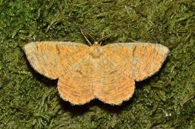 Angerona prunaria