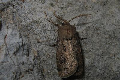 <i>Agrotis bigramma</i>