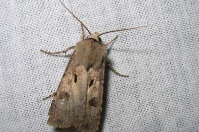 <i>Agrotis exclamationis exclamationis</i>
