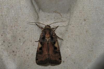 <i>Xestia c-nigrum</i>