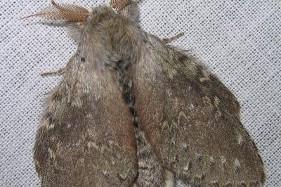 <i>Stauropus fagi</i>