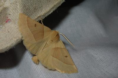 <i>Crocallis elinguaria</i>