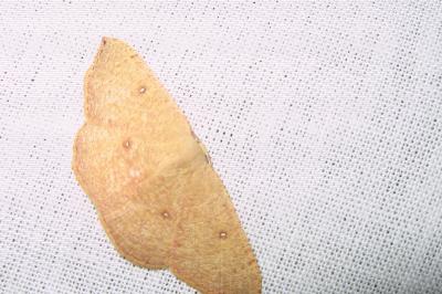 <i>Cyclophora puppillaria</i>
