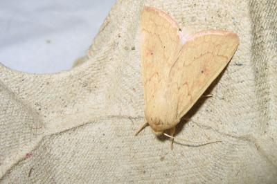 <i>Mythimna vitellina</i>