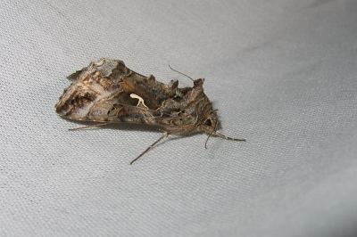 <i>Autographa gamma</i>