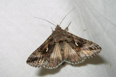 <i>Autographa gamma</i>
